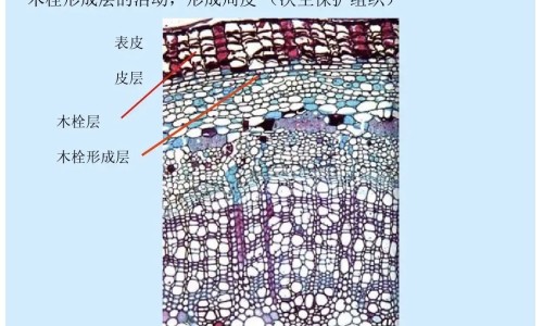 雄蛾酒有什么功效网 :分享雄蛾酒有什么功效与作用-雄蛾酒好用吗知识